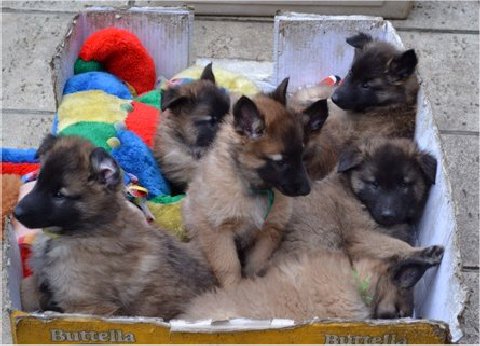 pups in doos